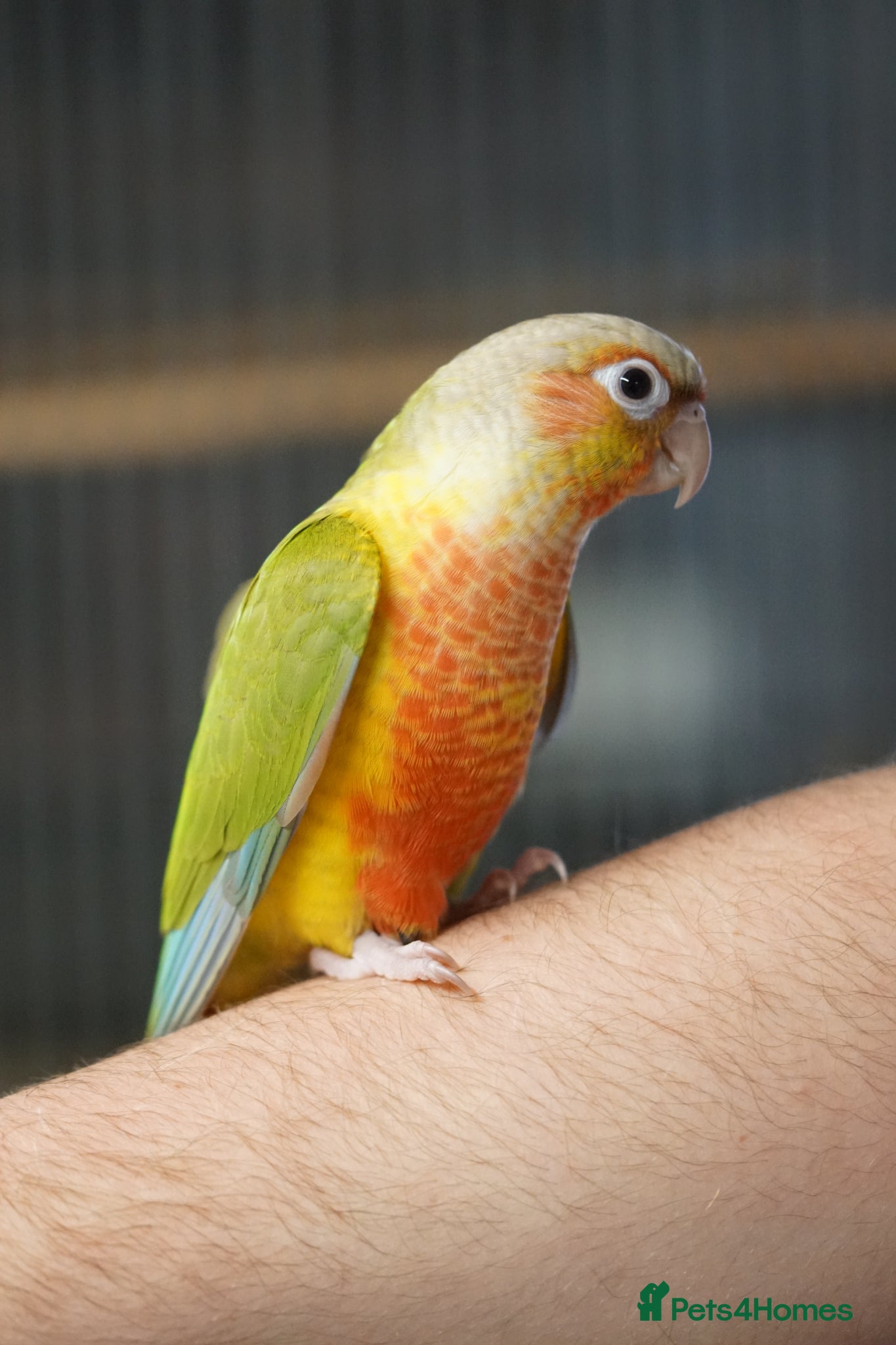 Conures birds Tame Young Conures  - Advert 4