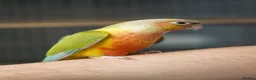 Conures birds for sale: Tame Young Conures  - Advert 1