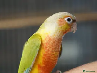 Conures birds Tame Young Conures - Advert 4