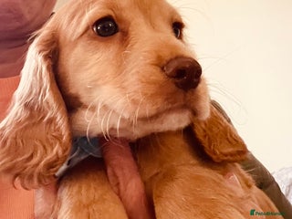 Cocker Spaniel dogs - Advert 30