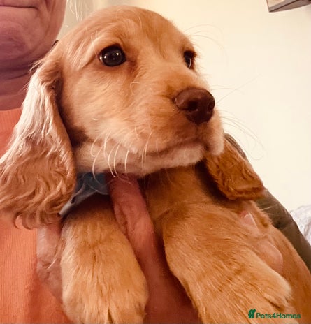 Cocker Spaniel dogs - Advert 14