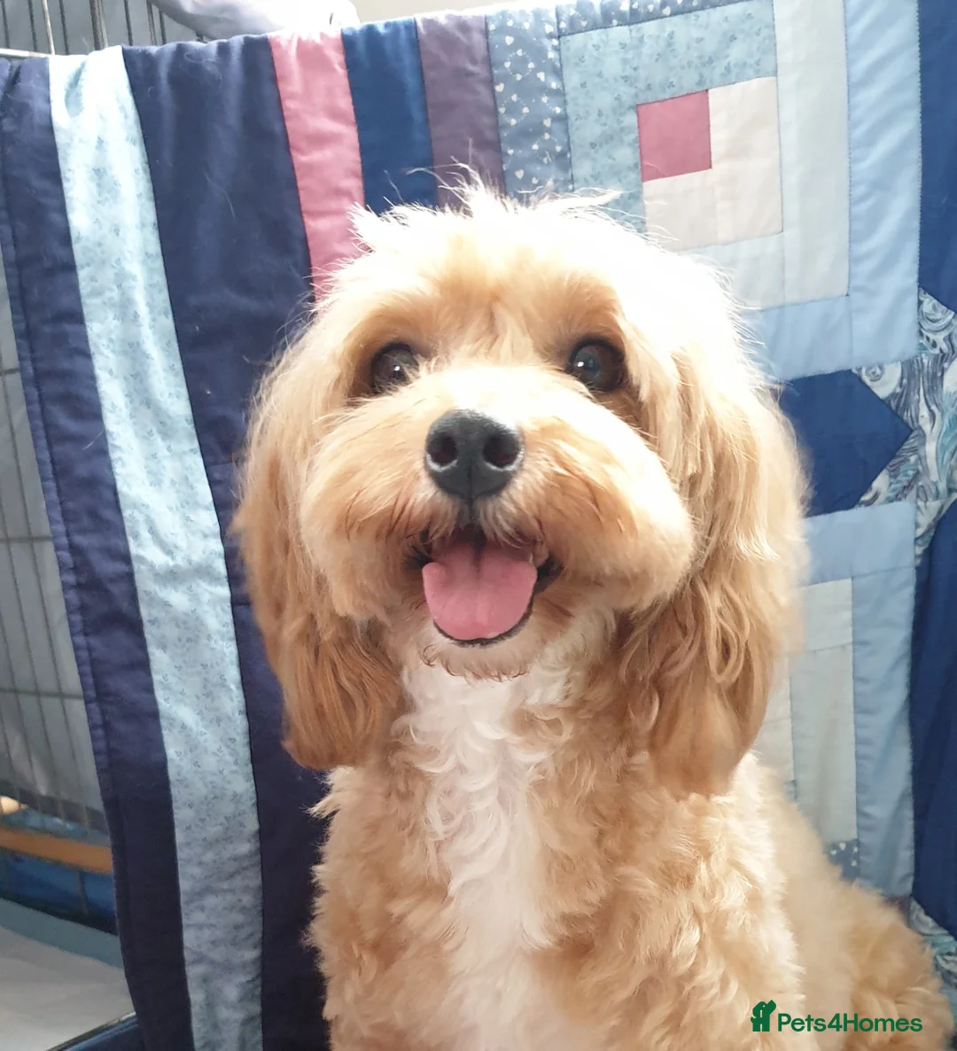 Mixed Breed dogs for sale: Cotonoodle/Cotonpoo F1b health tested parents - Advert 6