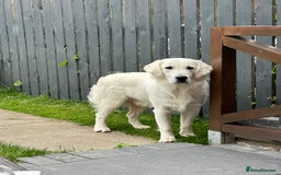Golden Retriever dogs for stud: Golden Retriever stud dog  - Image 5