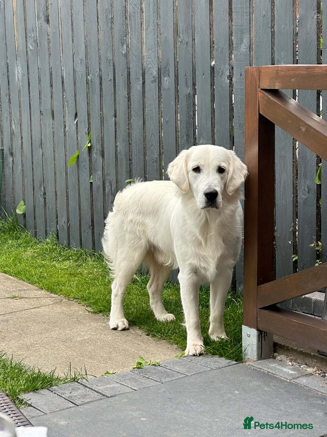 Golden Retriever dogs for stud: Golden Retriever stud dog  - Image 5
