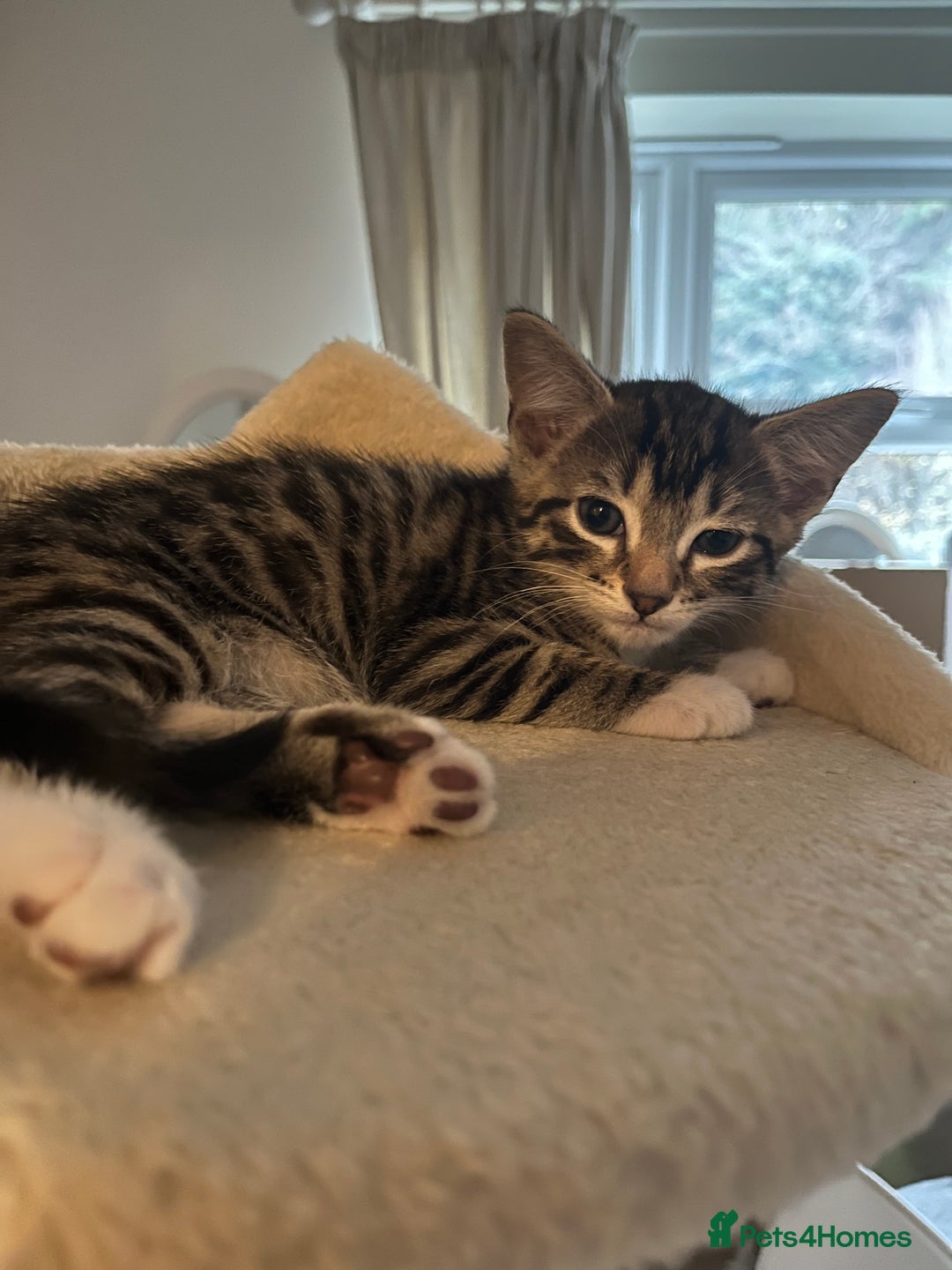 Mixed Breed cats for sale: 4 beautiful kittens looking for new homes  - Advert 12