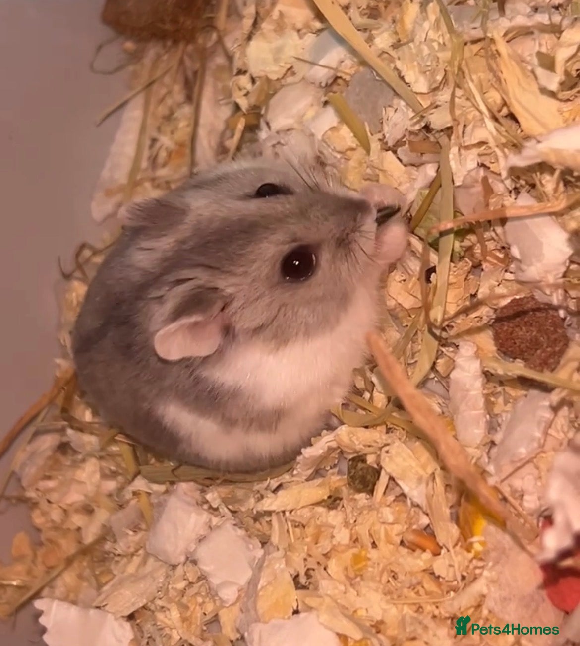 Hamster rodents Dwarf hamster - Advert 1