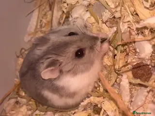 Hamster rodents Dwarf hamster - Advert 1