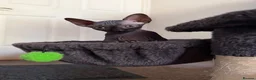Sphynx cats for sale: Beautiful female baby Sphynx for sale  in Leicester - Advert 2