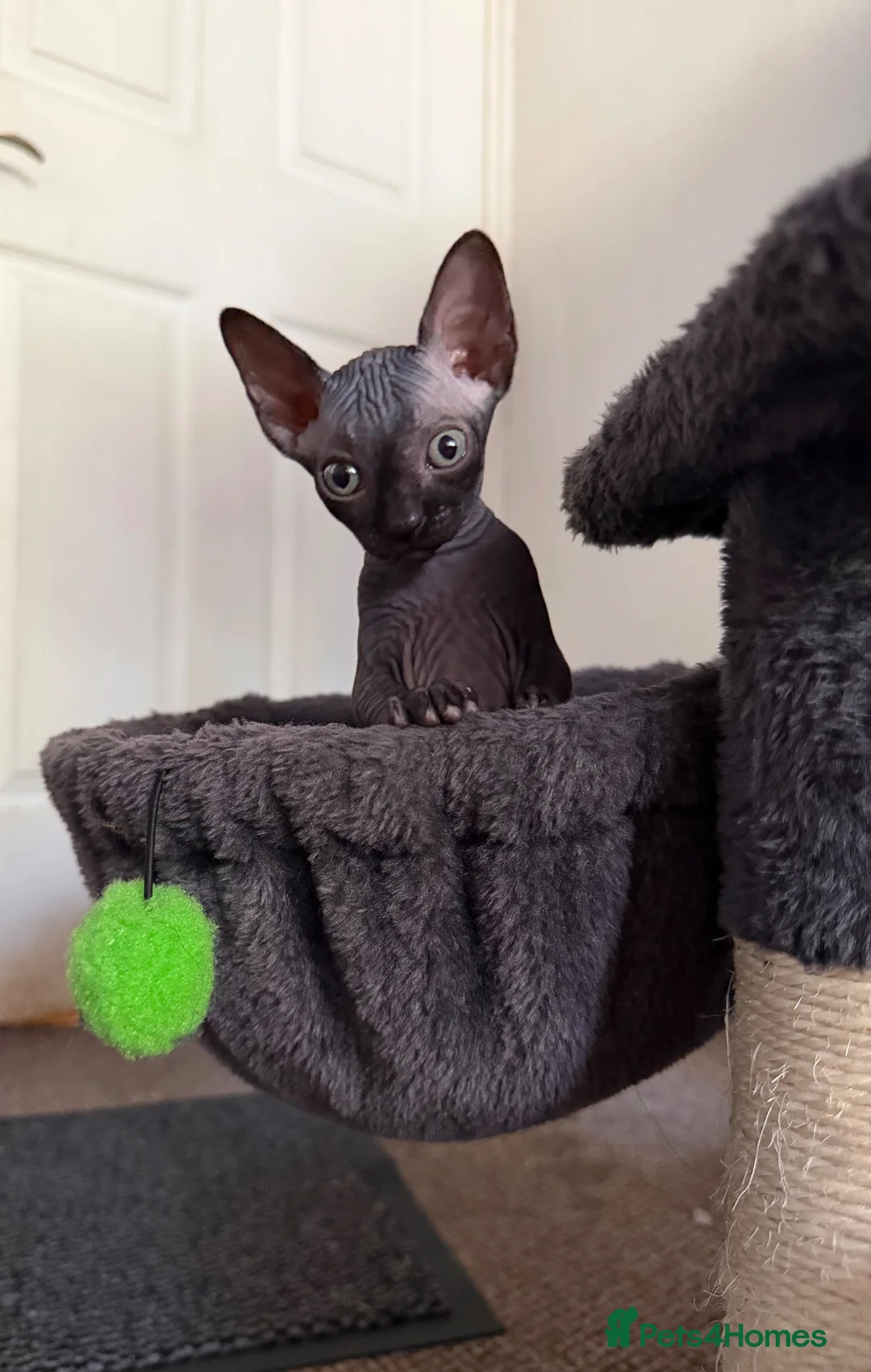 Sphynx cats for sale: Beautiful female baby Sphynx for sale  in Leicester - Advert 2