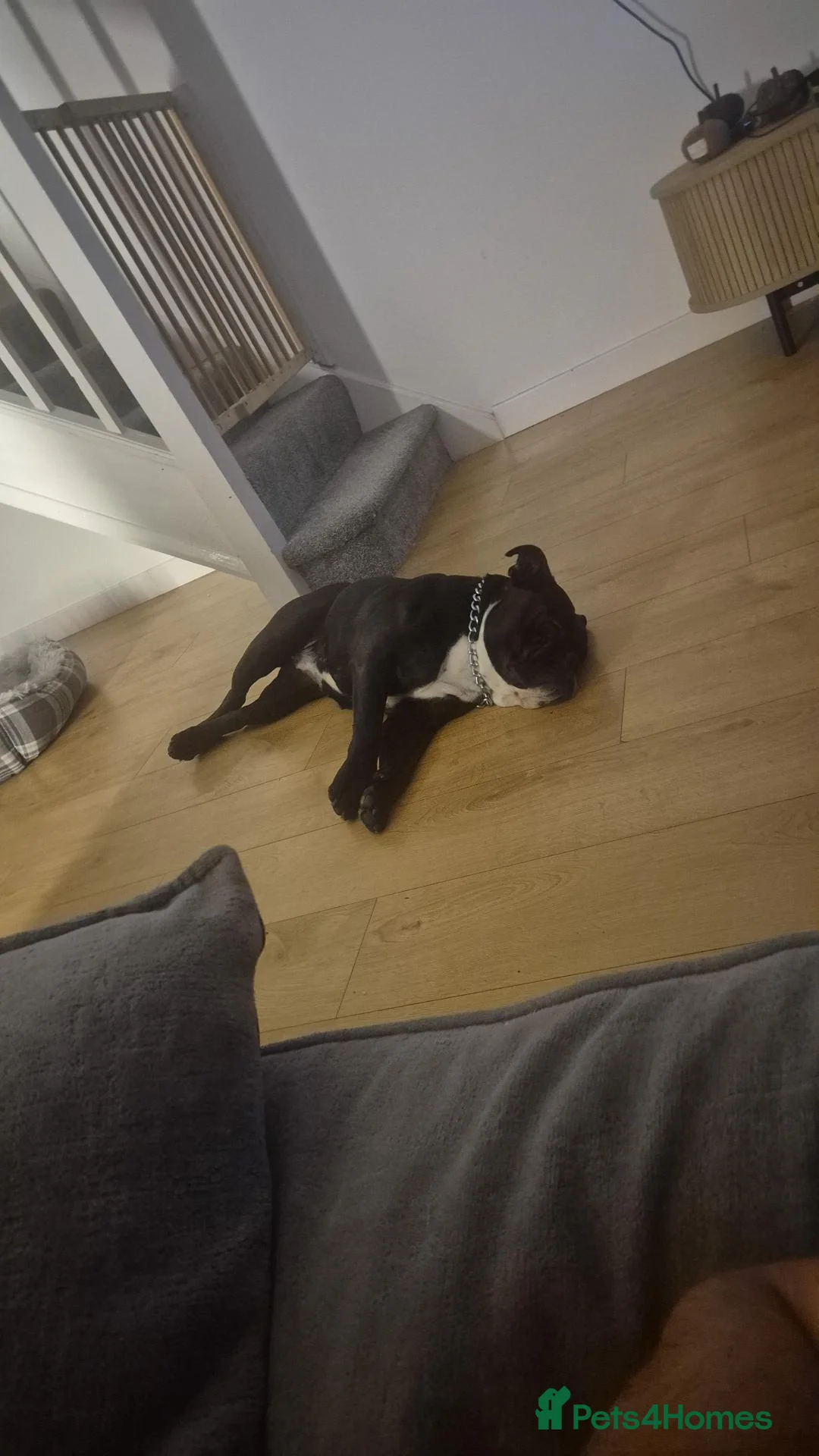 English Bulldog dogs for sale: Beautiful 2-Year-Old English Bulldog  in Downham Market - Advert 3