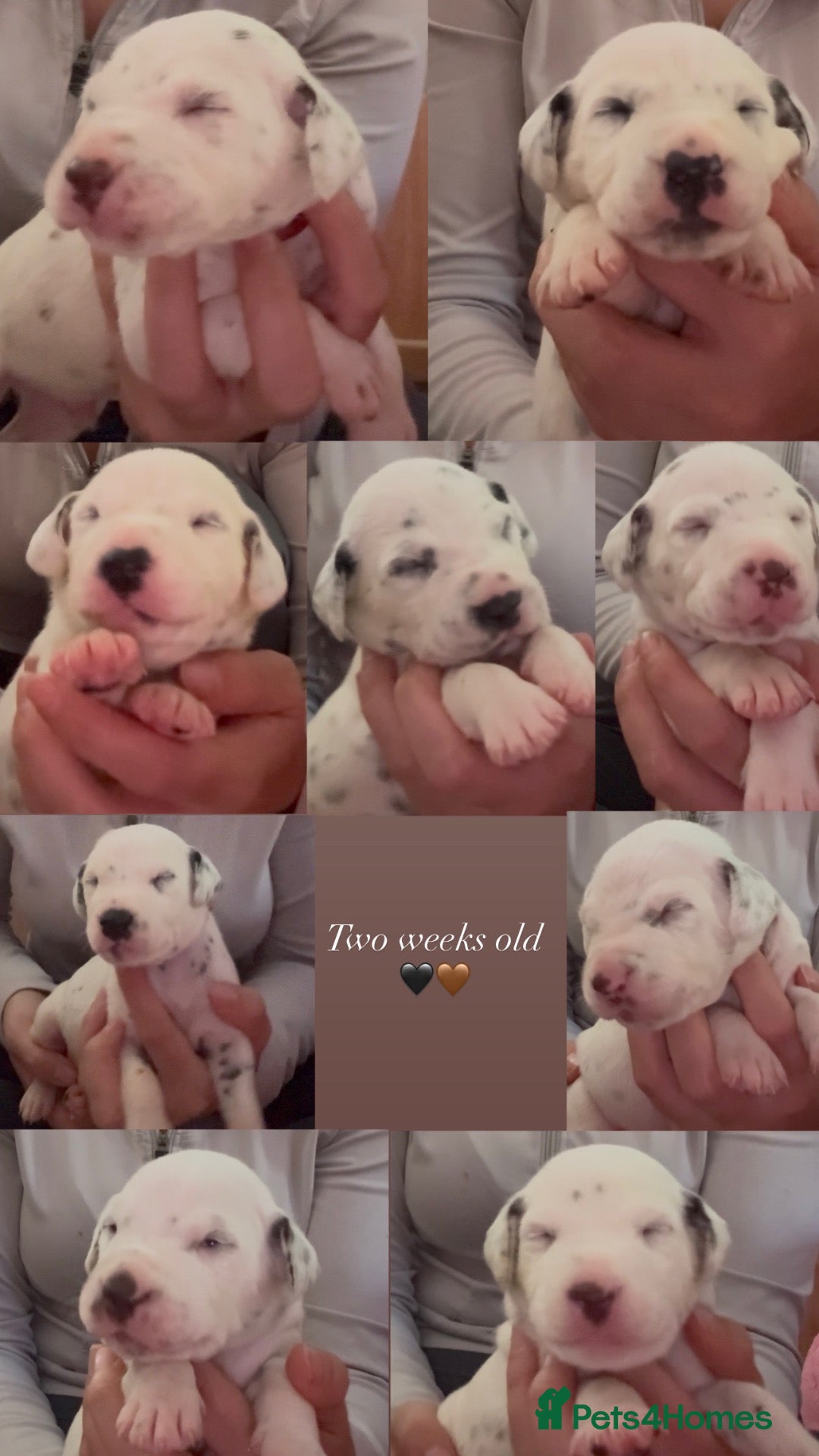 Dalmatian dogs Eagerly Awaited Litter Now Here 💫 - Advert 6