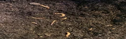 Beetles invertebrates for sale: Morio Worms/Super Worms, L1-3 - Advert 3