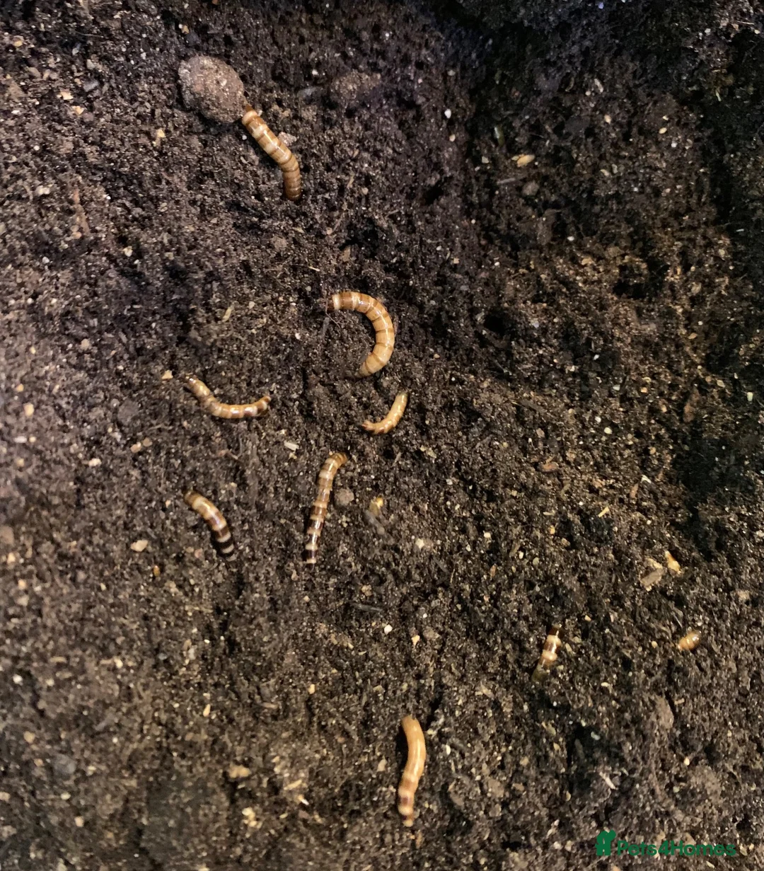 Beetles invertebrates for sale: Morio Worms/Super Worms, L1-3 - Advert 3