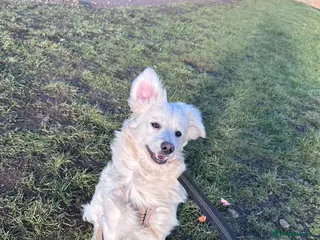 Mixed Breed dogs 7 Month Old Puppy ‘Teddy’ ☺️ - Advert 1