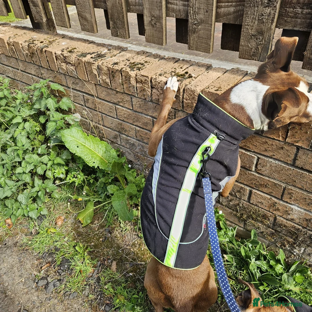 Mixed Breed dogs for adoption: Urgent 🚨 HELP Home Needed  in Hengoed - Advert 24