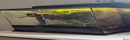 Gecko reptiles for sale: Crested gecko babies  - Advert 8