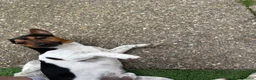 Jack Russell dogs for sale: Jax the Jack Russell - Advert 4