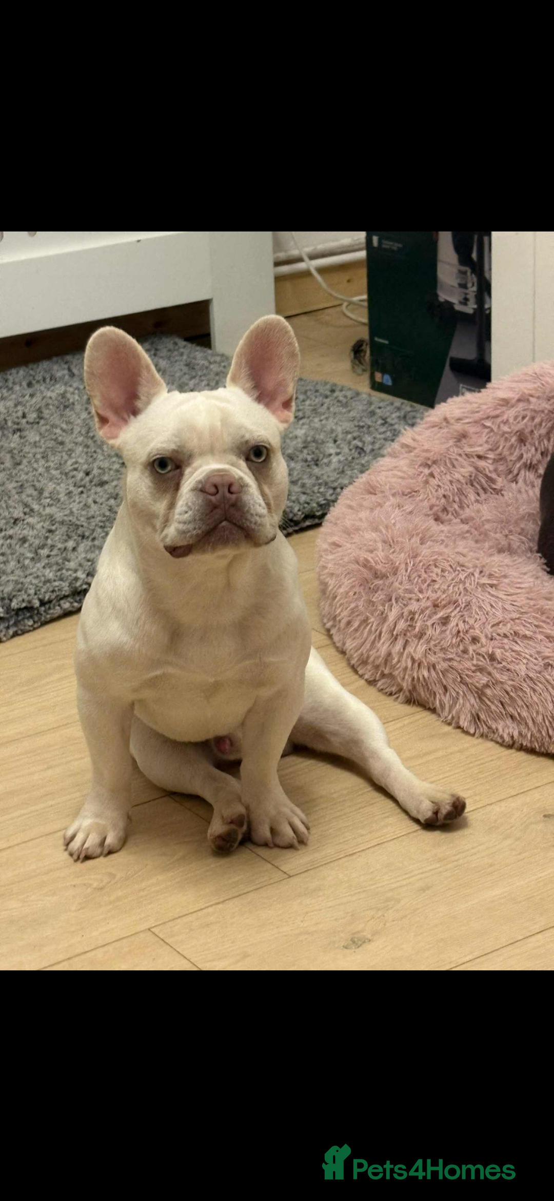 French Bulldog dogs for sale: French bulldog for sale male  - Advert 2