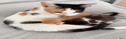 Mixed Breed cats for sale: lovley kittens looking for their new home - Advert 11