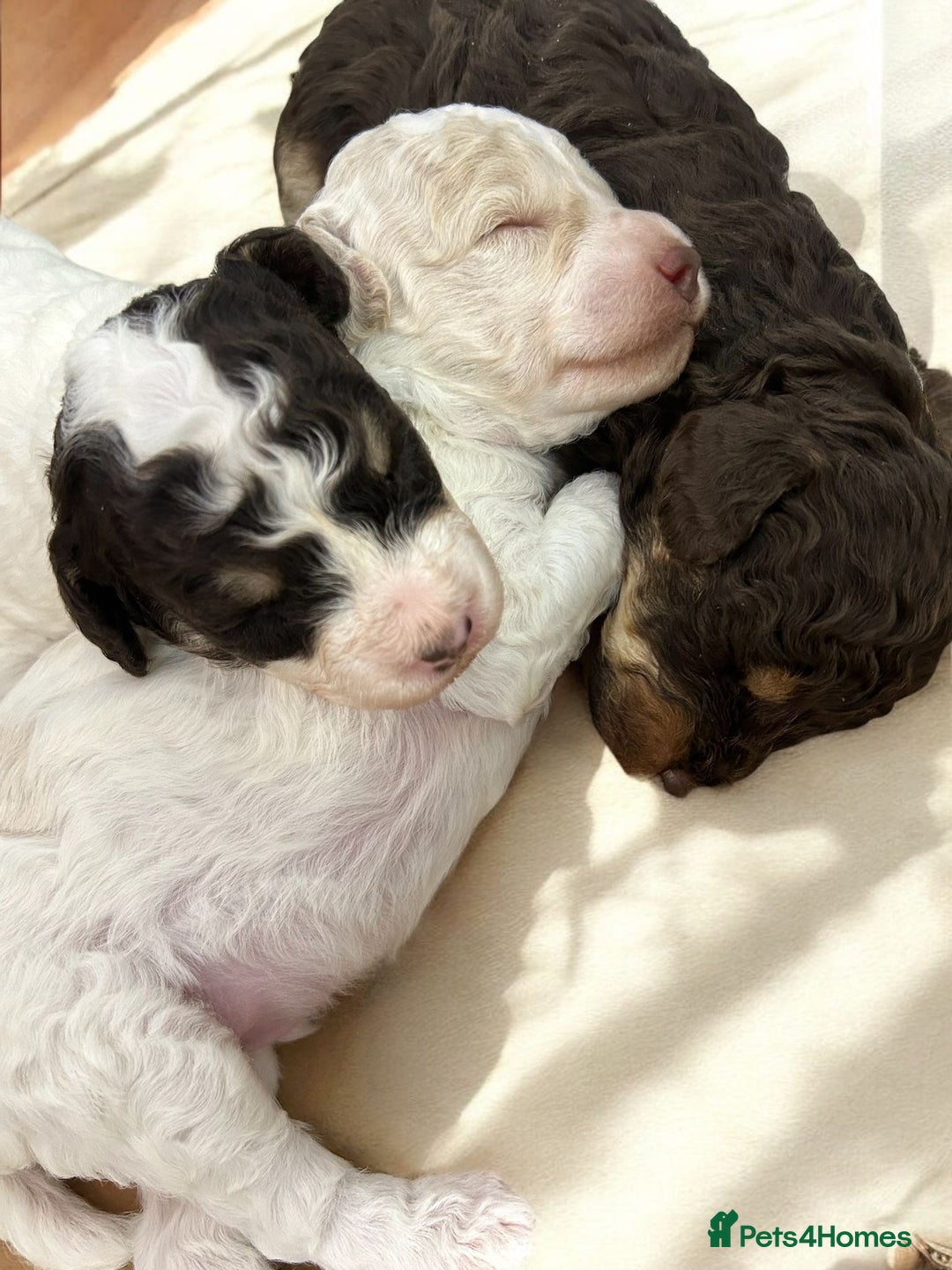 Toy Poodle dogs for stud: KC REGISTERED HEALTH TESTED TOY POODLE in Chester-le-Street - Advert 12