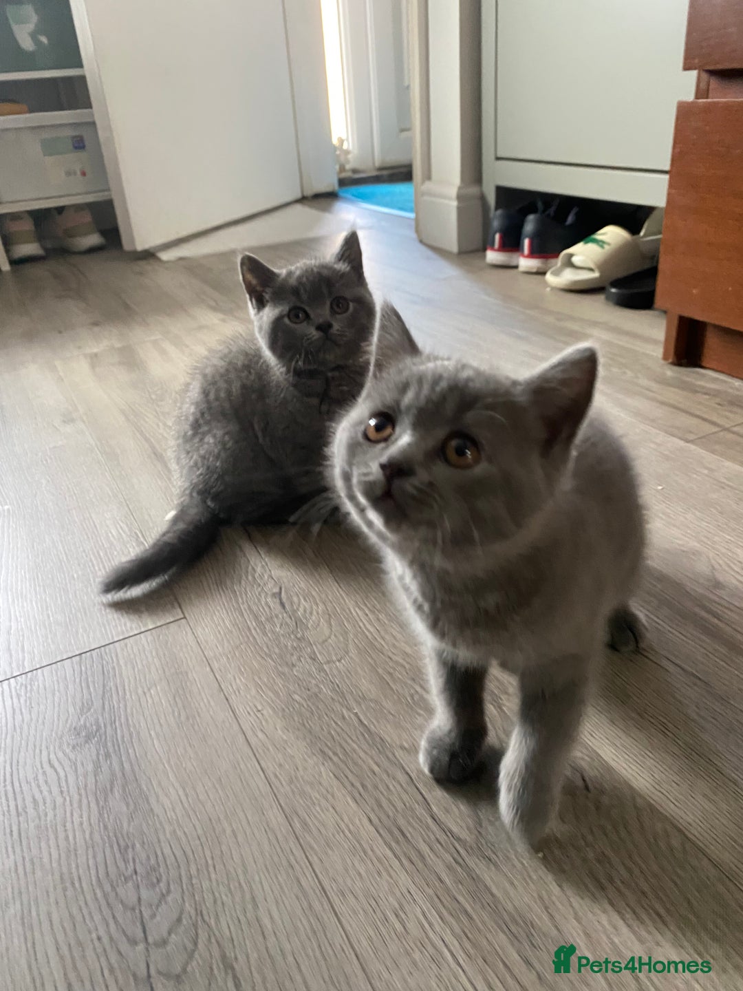 British Shorthair cats for sale: British shorthair KITTENS GIRLS-READY NOW - Image 5