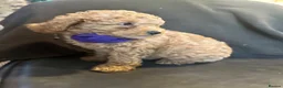 Miniature Poodle dogs for sale: ADORABLE MINIATURE POODLE PUPPIES 3 GIRLS & 1 BOY  - Advert 7