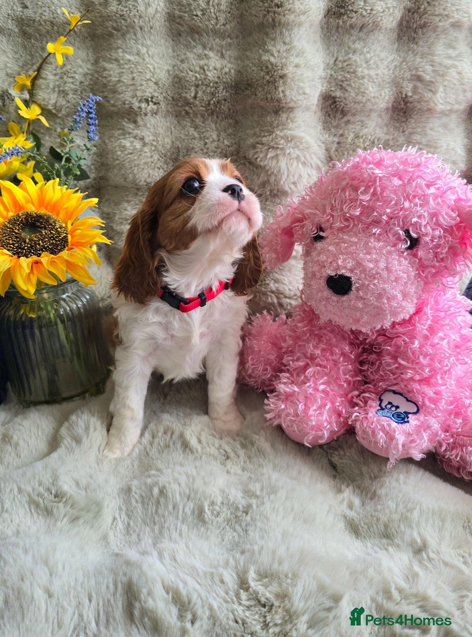 Cavalier King Charles Spaniel dogs Beautiful  Kc Cavalier  Puppies - Advert 2