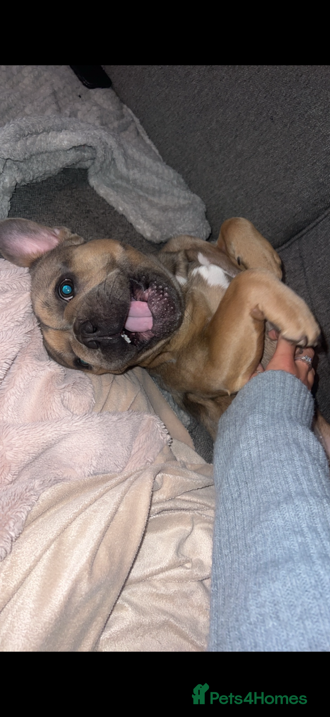 French Bulldog dogs for sale: French ball dog - Advert 2