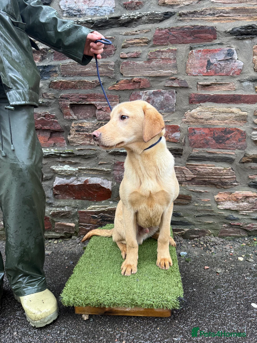 Labrador Retriever dogs for sale: 6 month Labrador Male Puppies - Advert 7