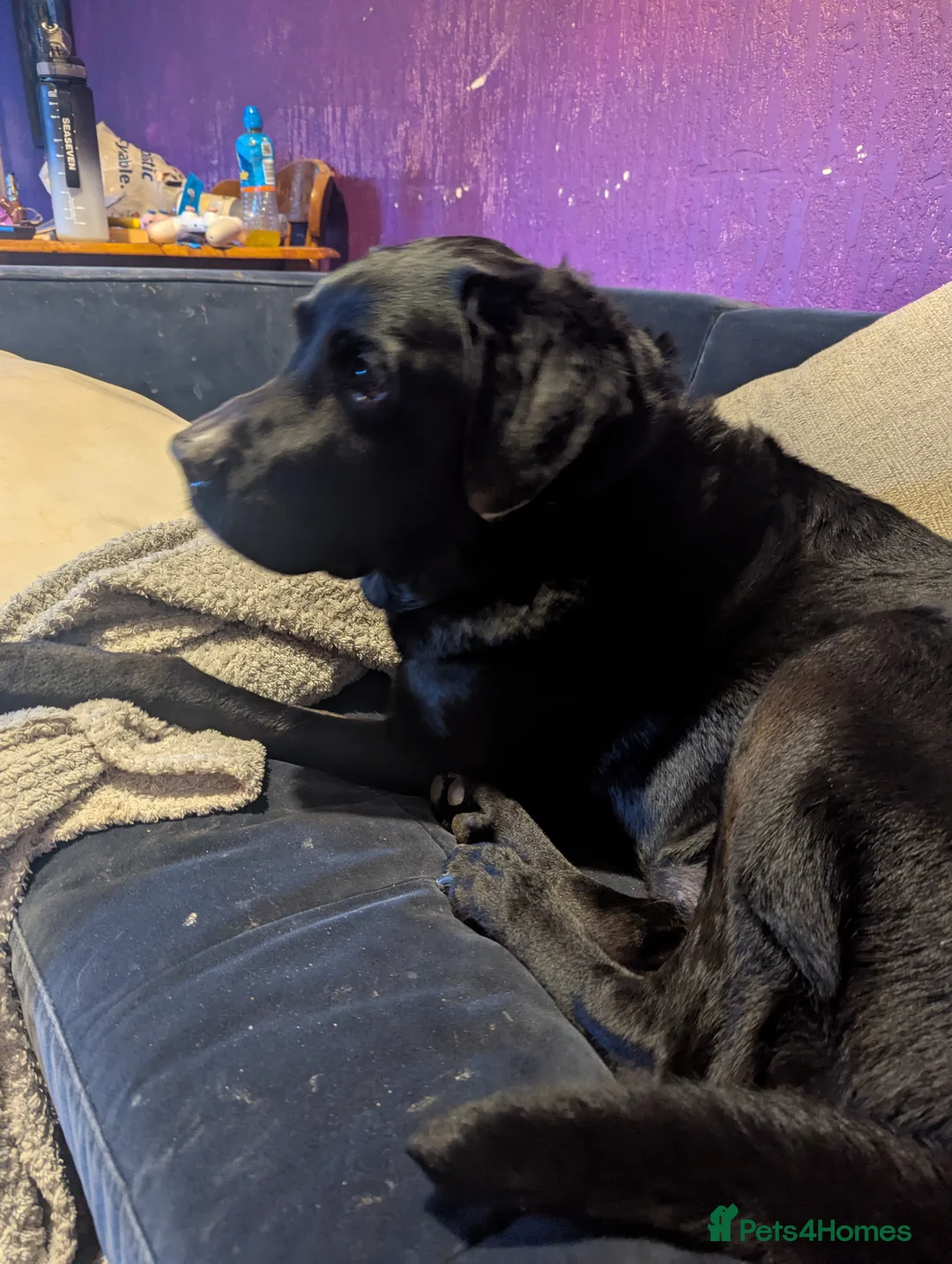 Labrador Retriever dogs for sale: This is benji - Advert 2