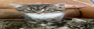 Mixed Breed Kitten 2