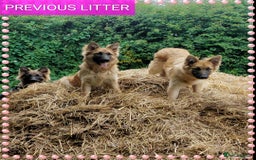 German Shepherd dogs for sale: 7  beautiful german shephered pups  - Image 27