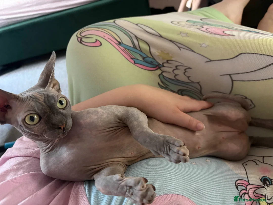 Sphynx cats for sale: Loving Sphynx needs a new home - Advert 2