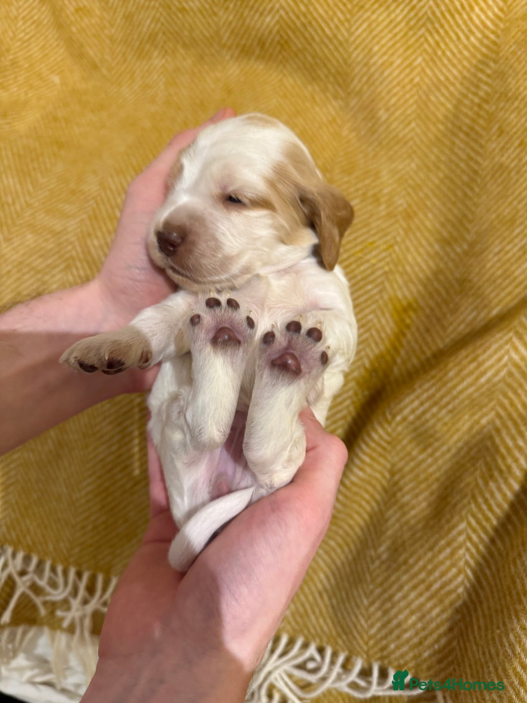 Cocker Spaniel dogs for sale: Stunning Show Cocker Spaniel litter  - Advert 7