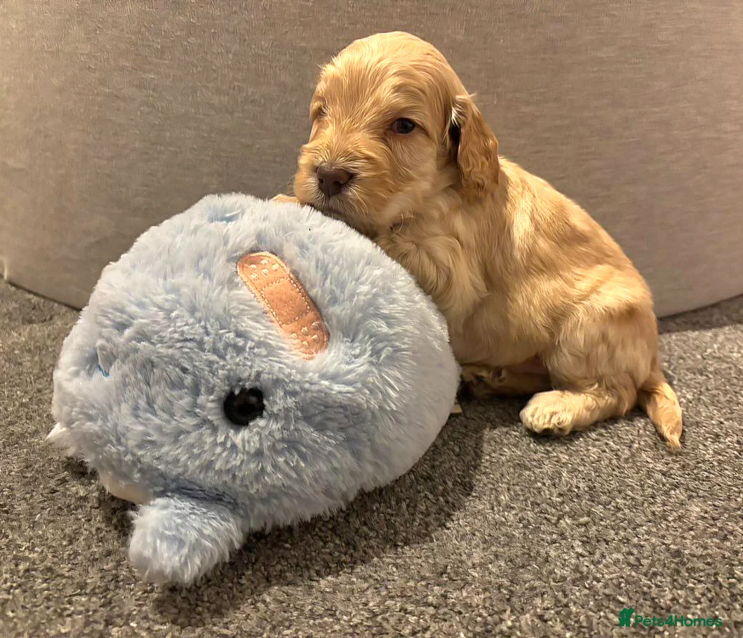 Cockapoo dogs for sale: Cockapoo Puppies - Advert 3