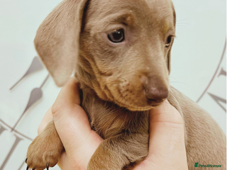 Miniature Dachshund dogs Ready next weekend KC baby girl mini dachshund 🐾 - Advert 15