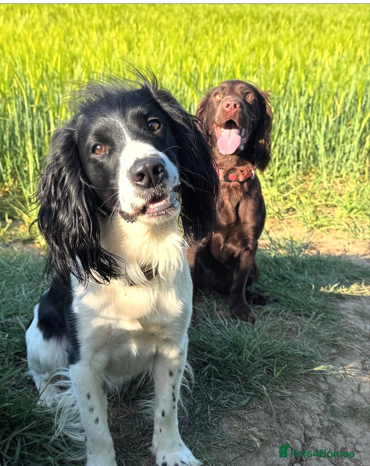Cocker Spaniel dogs ***cocker spaniel puppies *** - Advert 2