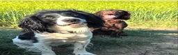Cocker Spaniel dogs for sale: ***cocker spaniel puppies *** in Darlington - Advert 1