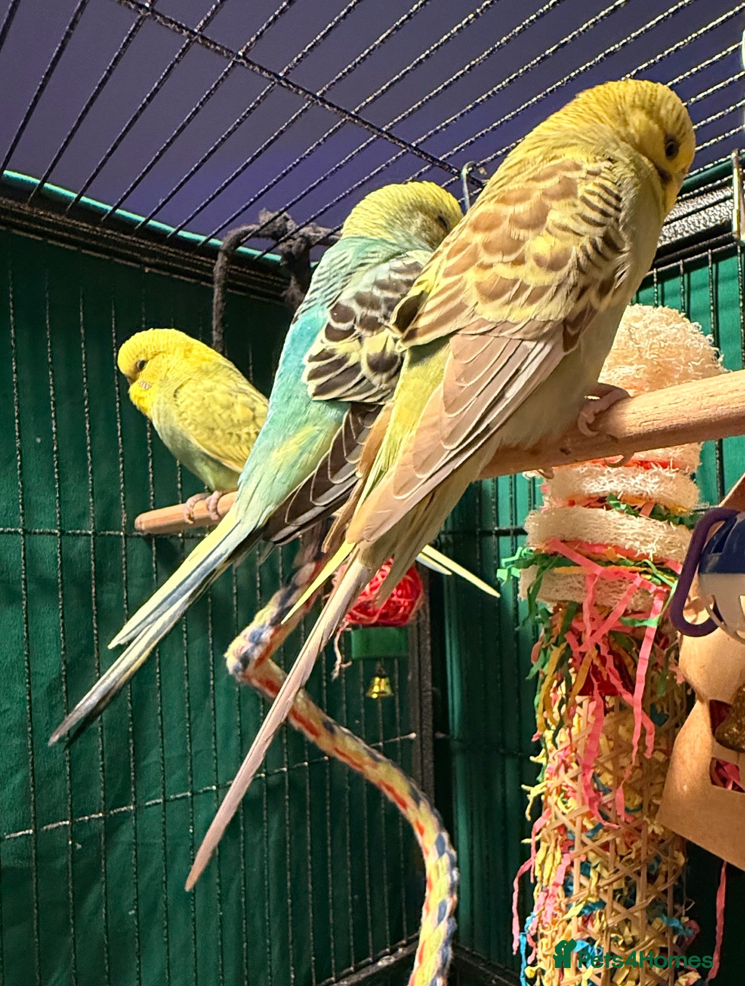 Budgerigars birds Young Budgies 8 to 10 Weeks Old Available Males - Advert 2