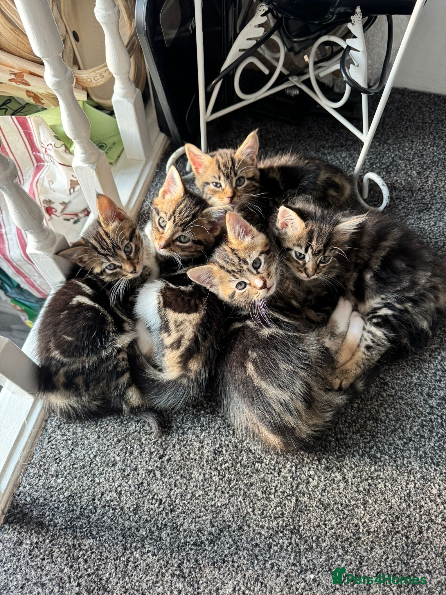 Mixed Breed cats Beautiful kittens - Advert 1