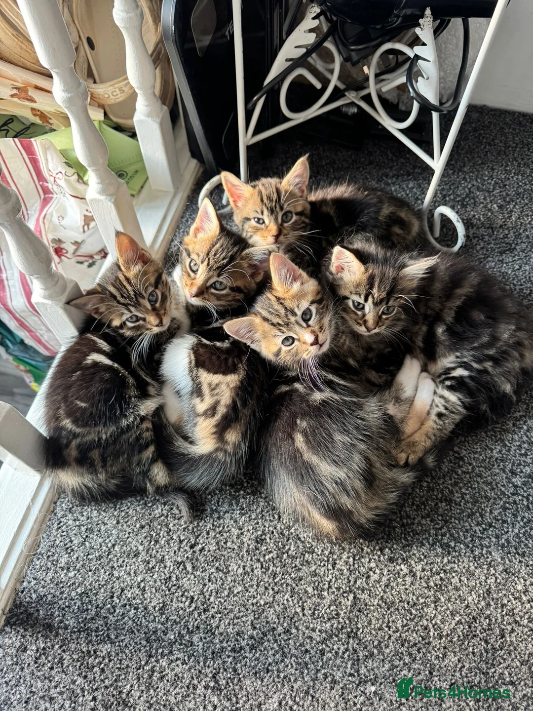 Mixed Breed cats for sale: Beautiful kittens - Advert 1