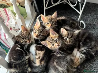 Mixed Breed cats Beautiful kittens - Advert 1