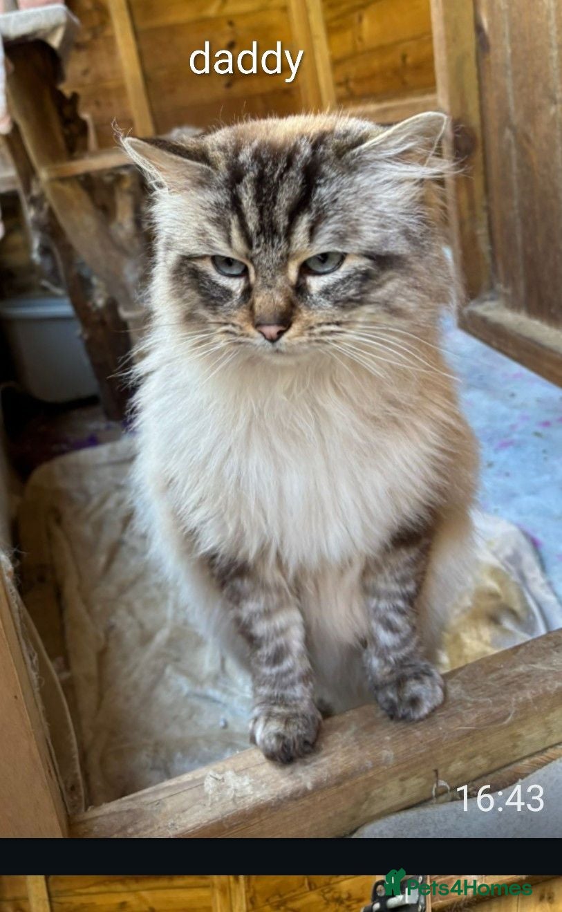 Ragdoll cats 6 beautiful pedigree kittens - Advert 2