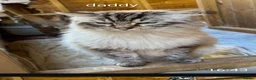 Ragdoll cats for sale: 6 beautiful pedigree kittens - Advert 2