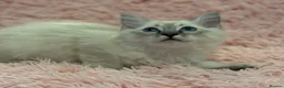 Ragdoll cats for sale: 2 Lynx ragdoll kittens ready to go NOW - Advert 7
