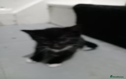 Domestic Shorthair cats for sale: Fluffy kittens  - Image 5