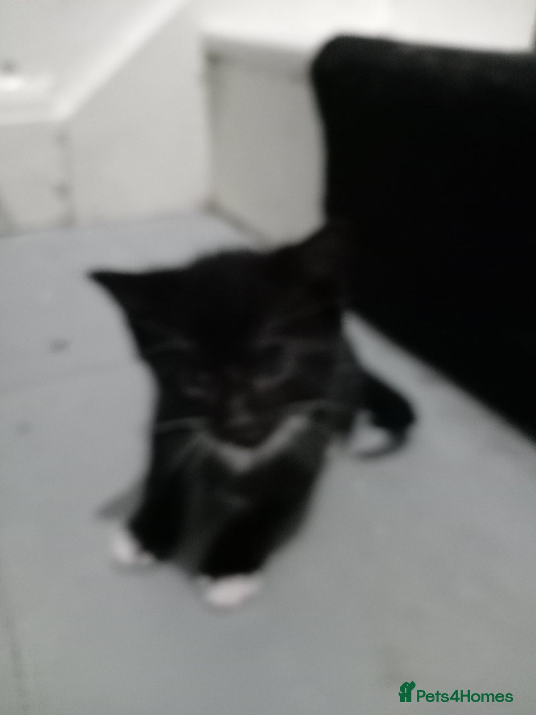 Domestic Shorthair cats for sale: Fluffy kittens  - Image 5