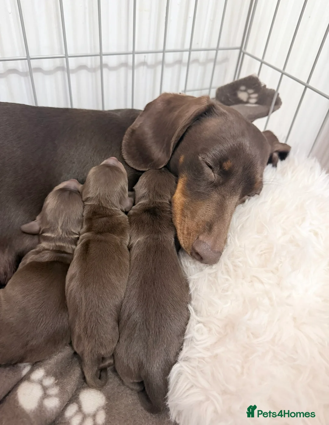 Miniature Dachshund dogs for sale: 2 female miniature dachshunds for sale💗🐶 - Advert 7