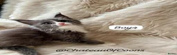 Maine Coon cats for sale: Blue Smoke Maine Coon Kittens - Registered - Advert 14