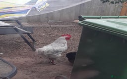 Chickens poultry for sale: Free to good home - Image 1